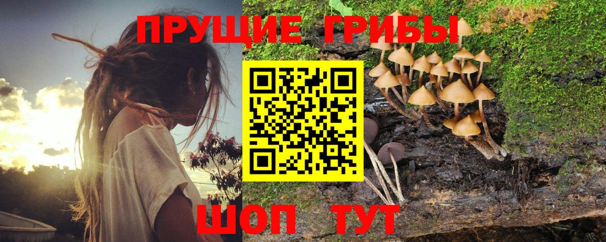 Карпинск  Галлюциногенные грибы Psilocybe  Вход с VPN 